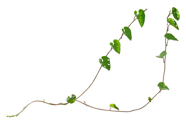 istock Vine plant ivy isolated on white background. Clipping path 2204468260