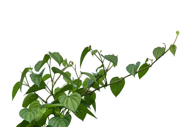 istock Betel leaves, Greenery plants isolated on white background have clipping path 2204468267