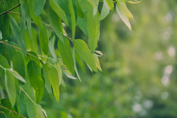 istock Eucalyptus leaves. branch eucalyptus tree nature background 2204468293