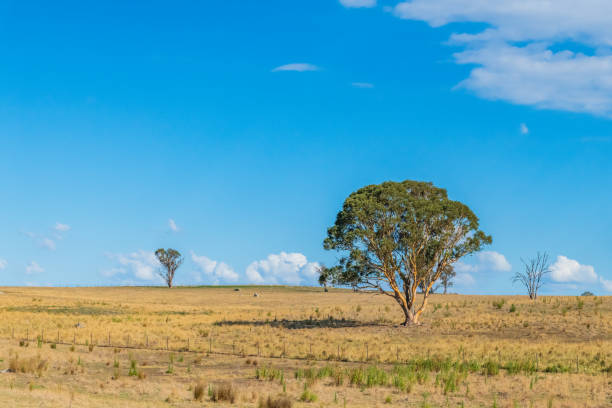 istock Late Summer Countryside in the Southern Tablelands 2204469328