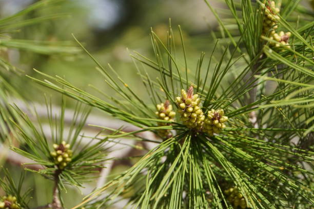 istock Close-up of pine growth guides 2204469616