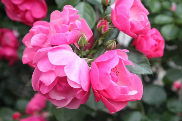 istock Pink rose flowers in Japan. 2204469893