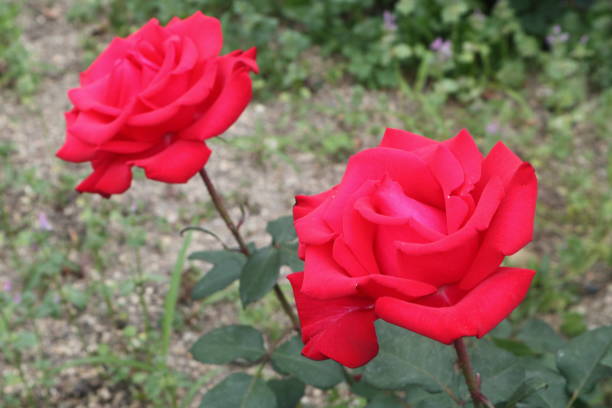 istock Red rose flowers in Japan. 2204469904