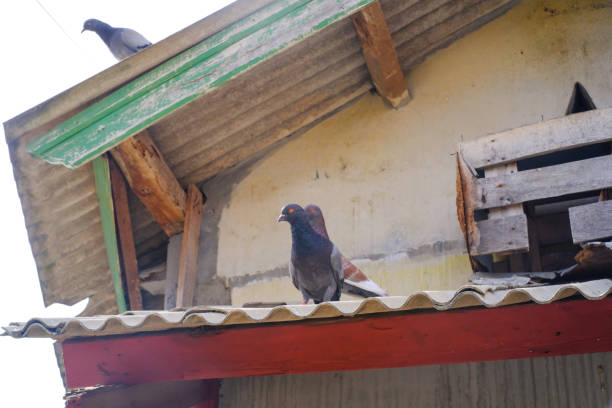 Flock of pigeons perched and nested on a zinc roof. Pigeons are kept in the attic of the house. A domestic pigeon resting on a wooden loft. Animal Backgrounds. Animal themes. Cute Animals