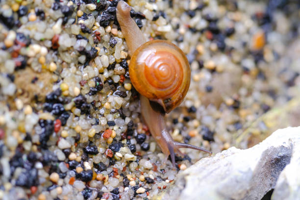 Land snail on the street close-up with focus on the mouth