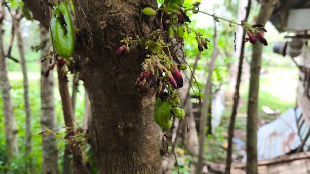 istock star fruit vegetables and flowers 2204473598