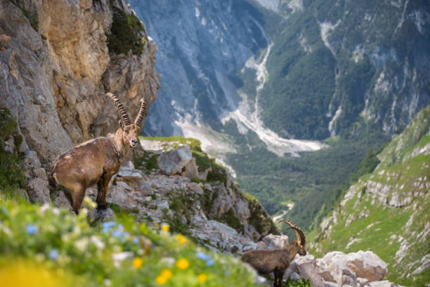 Two alpine Ibex under mount Triglav in Slovenia.