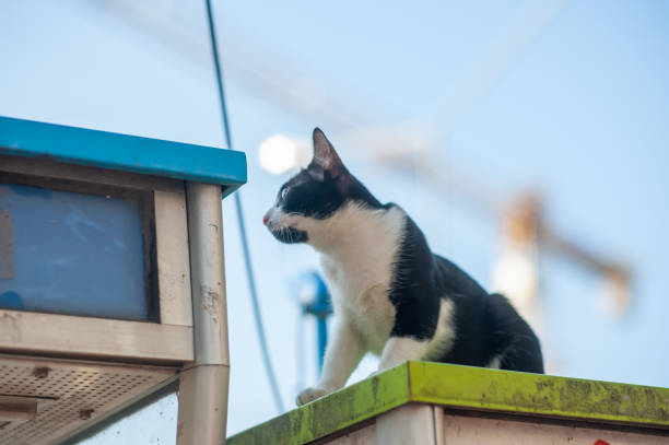 Curious stray kitten is playing on the street.
