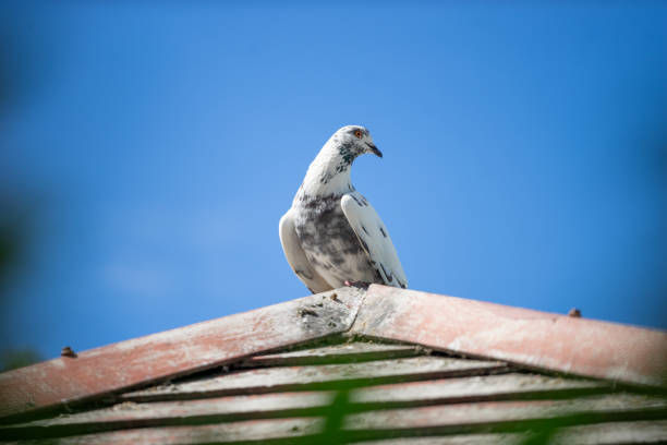 A white and gray bird perched gracefully on a rustic roof, set against a striking blue sky. The serene composition captures the beauty of wildlife in nature.