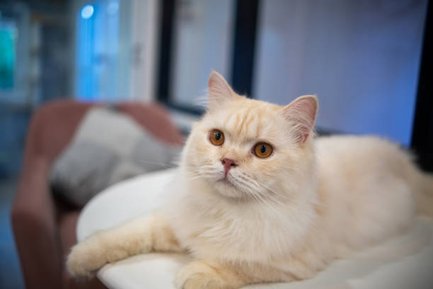 istock Fluffy Cream Cat Relaxing on Table in Cozy Indoor Setting 2204474467