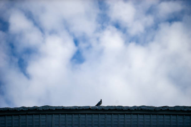 A single pigeon perches on a rooftop under a bright blue sky, surrounded by fluffy white clouds. This serene scene captures urban wildlife in a peaceful moment.