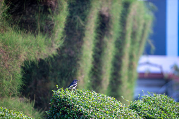 istock Black and White Bird Resting on Lush Green Hedge in Urban Setting 2204474474