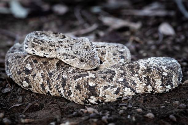 istock Puff adder snake coiled in natural habitat 2204474707
