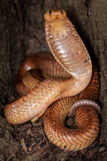 istock Cobra with Expanded Hood in Forest 2204474734