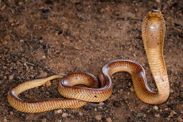 istock Cobra Snake on Rocky Ground 2204474758