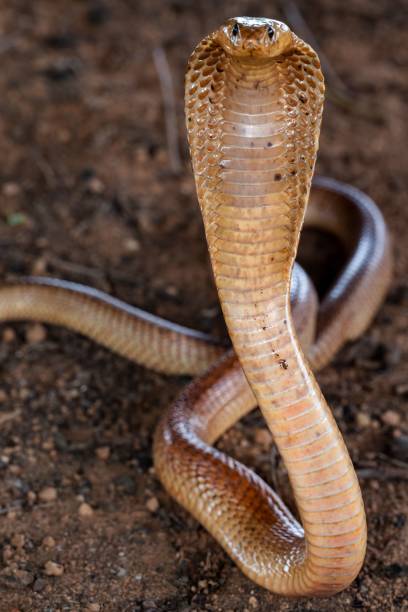 istock Close-up of a cobra with hood expanded. 2204474764