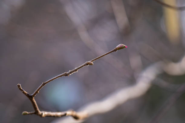 istock Common hazel - Corylus avellana - female flowers close up. 2204475260