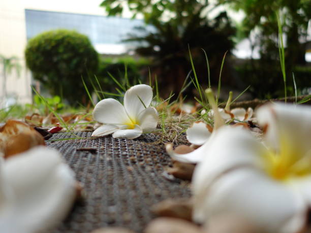 istock Delicate White Flowers on Ground Surrounded by Greenery 2204476026