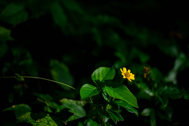 istock Delicate Yellow Flower Emerging Among Dark Green Foliage Contrast 2204476078