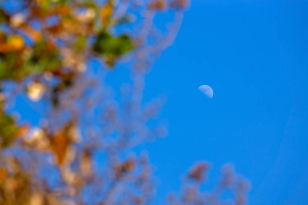 A serene view of a half moon in a clear blue sky, framed by colorful leaves. This image captures the beauty of nature in daylight, evoking peace.