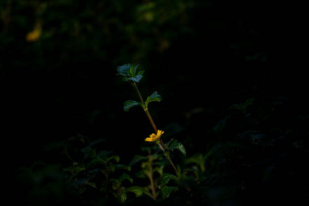 istock Single Yellow Flower Emerging from Dark Green Background 2204476085