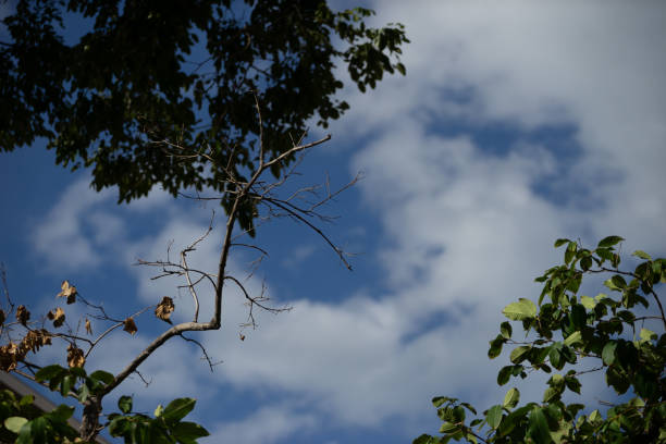 istock Branches and Leaves Against a Bright Blue Sky with Clouds 2204476160