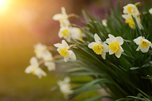 Spring flower in blurred gentle bokeh garden bed background
