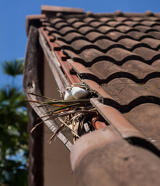 istock Birds nesting under old roof that loose or broken tiles and eaves. 2204477831