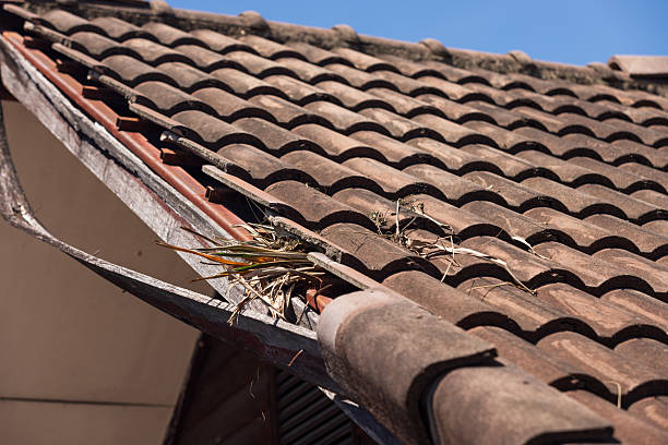 istock Birds nesting under old roof that loose or broken tiles and eaves. 2204477837