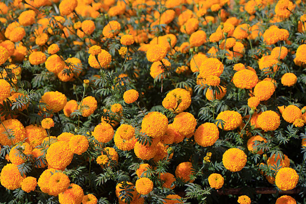 istock Marigolds for Orange Egg Yolks and Healthy Chickens. 2204477911
