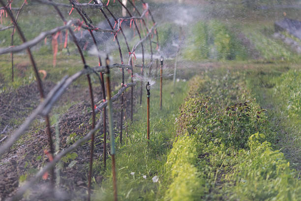 istock Sprinkler irrigation system watering in the vegetable farm. Rusty Iron Stains on pipes from ground water. 2204477912