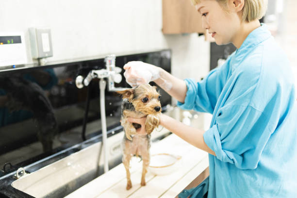 istock Yorkshire Terrier getting a shampoo at a dog salon 2204479014