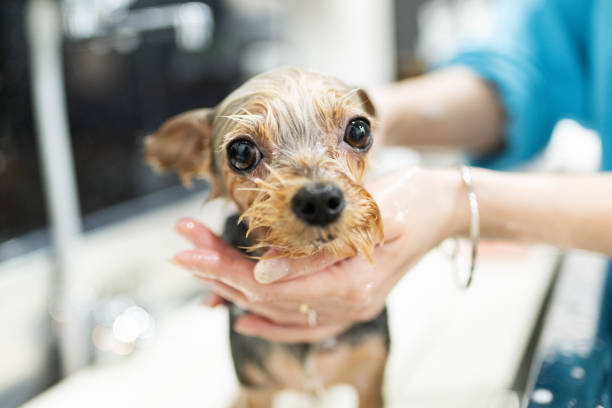 istock Yorkshire Terrier getting a shampoo at a dog salon 2204479336