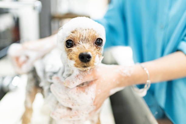 Yorkshire Terrier getting a shampoo at a dog salon