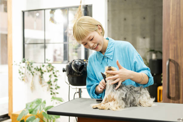 istock A woman trimmer brushing a Yorkshire terrier 2204479963