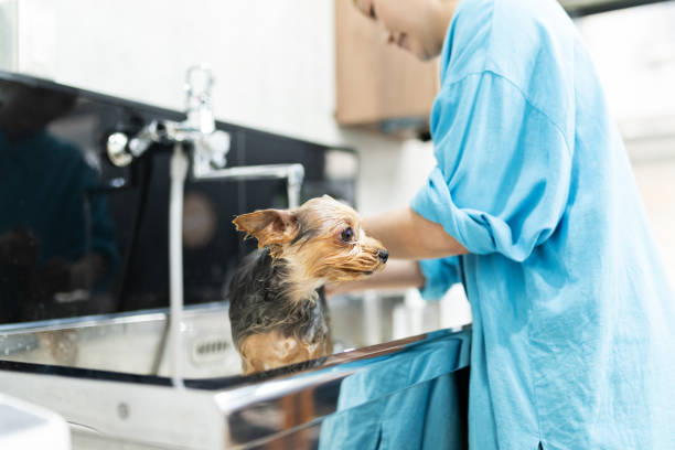 Yorkshire Terrier getting a shampoo at a dog salon