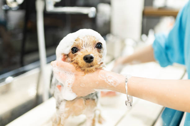 istock Yorkshire Terrier getting a shampoo at a dog salon 2204480129