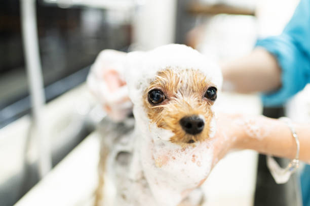 istock Yorkshire Terrier getting a shampoo at a dog salon 2204480218