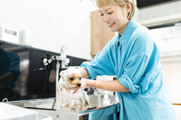 istock Yorkshire Terrier getting a shampoo at a dog salon 2204480238