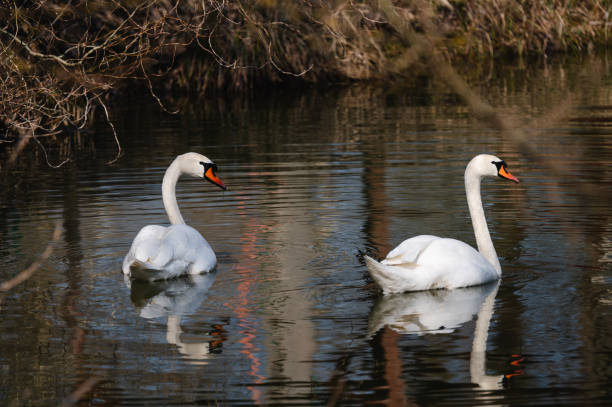 Chiang Mai PAO Public Park released 10 swans, eight black and two white, into its lake  in order to draw in more crowds. The park is on Khlong Chonlaprathan Road in Chiang Mai's Muang district.