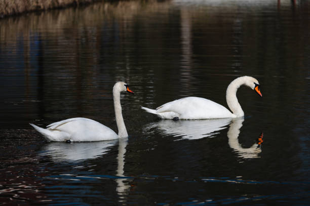 A pair of elegant white swans glide through a tranquil pond, their reflections shimmering on the water's surface. The surrounding branches and gentle ripples add depth to the serene natural scene. The image captures a peaceful moment in nature, symbolizing grace and harmony.