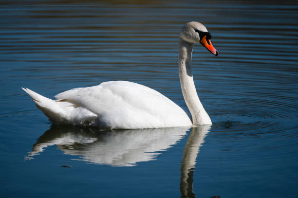 istock Graceful swan swimming in a blue lake with reflection 2204480656