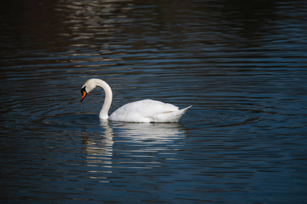 A majestic white swan glides through the calm waters of a lake, creating gentle ripples. Its reflection shimmers on the surface, adding depth to the serene composition. The clear blue water enhances the bird's elegance and natural beauty.