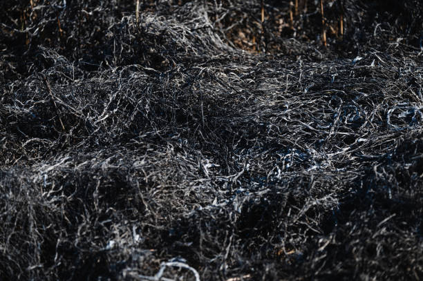 istock Burned vegetation after a wildfire with charred remains 2204480692