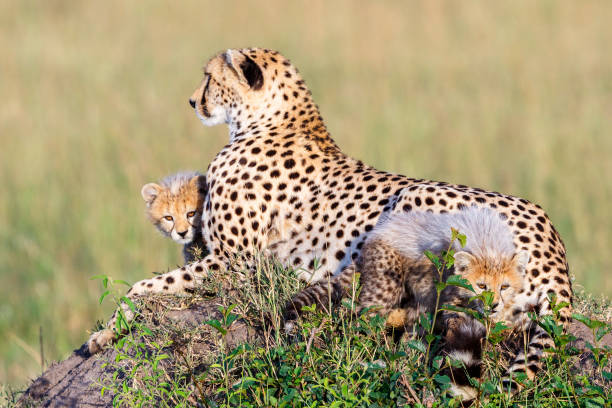 istock Curious cheetah cubs with their mother 2204482876