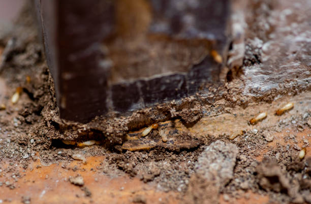 istock Close up of Termites Eating wood, (Termite damage house) 2204483669