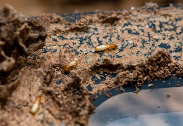 istock Close up of Termites Eating wood, (Termite damage house) 2204483673