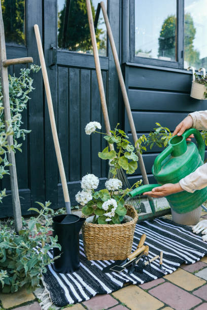 istock Gardening scene with hands watering potted white flowers using a green watering can. Tools, gloves, and a black jug rest on a striped cloth near a greenhouse with wooden and woven elements 2204484621
