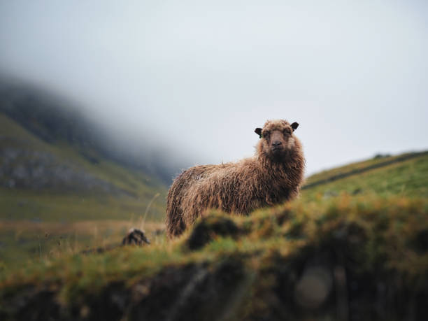 A ewe standing in a lush New Zealand paddock.