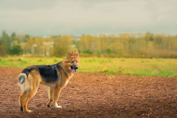 istock German Shepherd in Autumn Landscape 2204485551